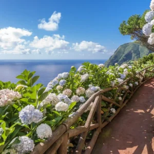Pathway lined with hydrangea flowers leading to an ocean view under a blue sky.