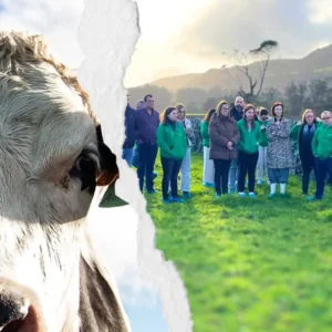 Close-up of a cow's face with a group of people gathered in a field in the background.