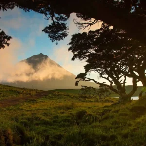 Pico Mountain rising above the clouds with trees framing the view in the foreground.