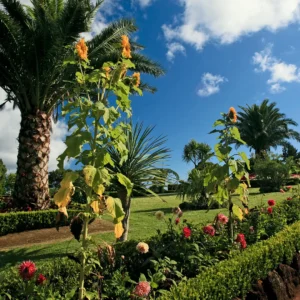 A garden featuring palm trees and flower beds with various colorful flowers under a blue sky.