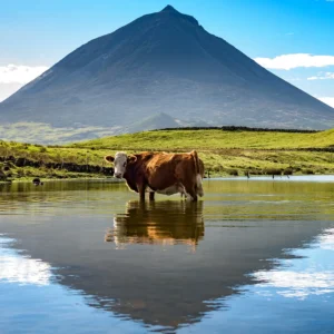 A brown cow standing in shallow water with a mountain in the background under a blue sky.