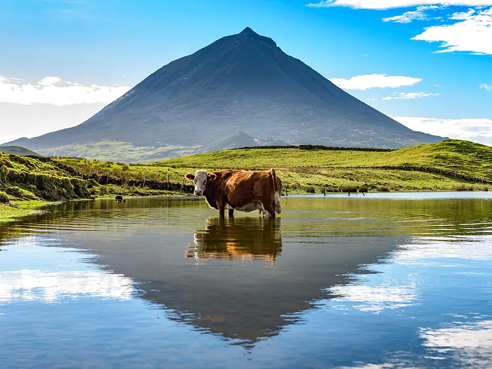 A brown cow standing in a lake with a mountain in the background under a blue sky.