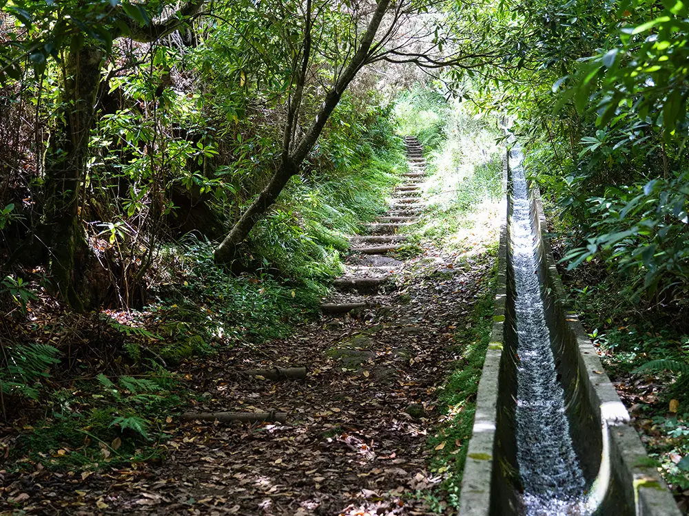Stone stairs leading through a forested area alongside a water channel in Ribeiro Frio.