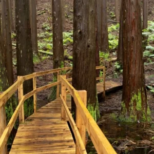 Wooden pathway winding through a dense forest with tall trees and green ferns.