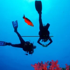 Two scuba divers exploring underwater with a colorful fish and coral in the background.