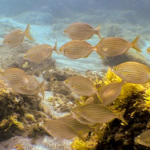 A school of striped fish swimming underwater near sea vegetation.