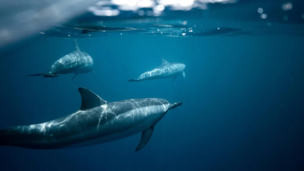 Three dolphins swimming underwater with sunlight reflecting on their bodies.