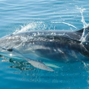 A dolphin swimming in clear blue water, creating splashes as it moves.