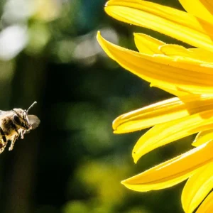 A bee flying towards a vibrant yellow flower with long petals in a natural setting.