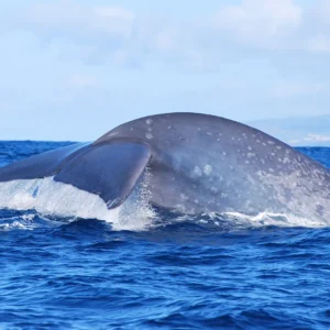 A large whale surfacing in the ocean, showing its back and dorsal fin above the water.