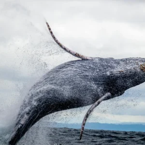 A humpback whale breaching the surface of the ocean, creating a splash of water.