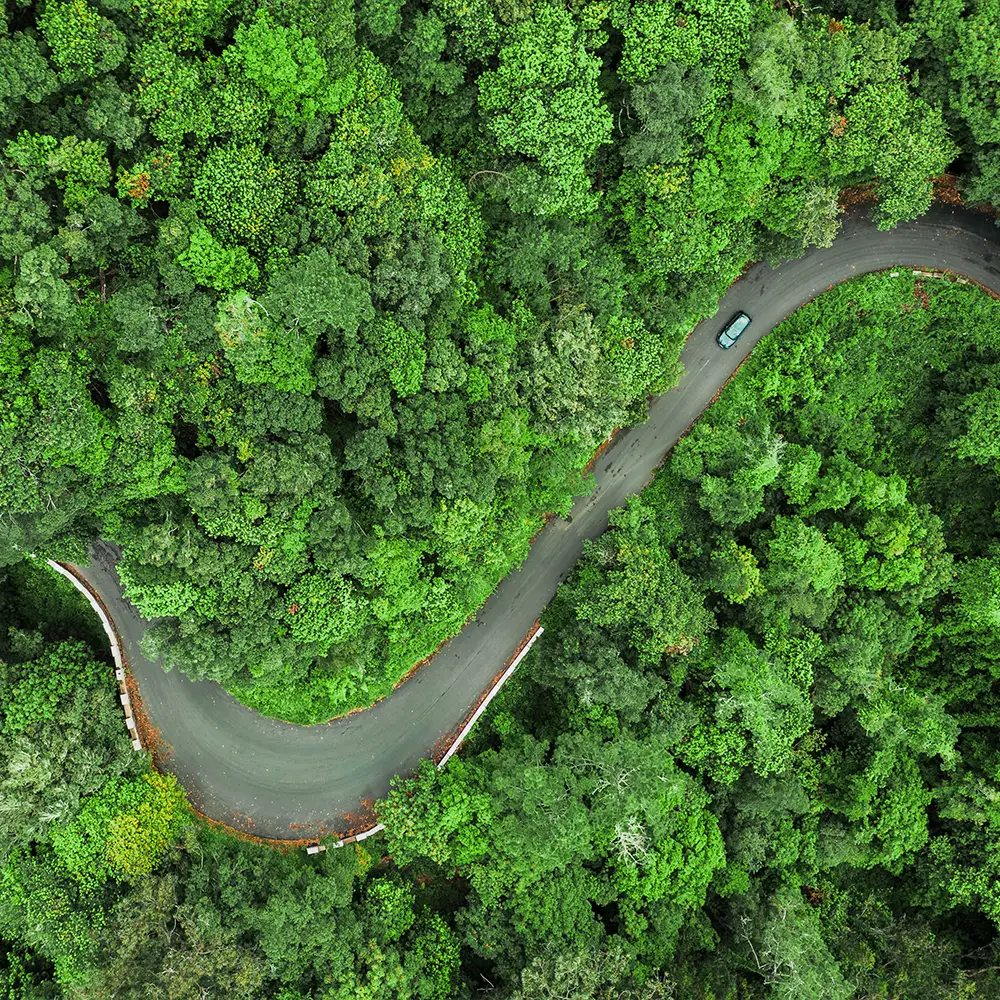 Aerial view of a winding road surrounded by dense green trees in a forest.