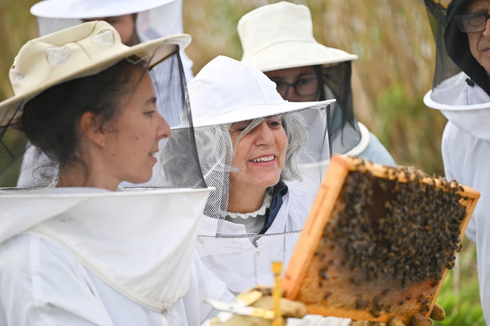 The bee's world - Half Day - Apiário da Margaridas