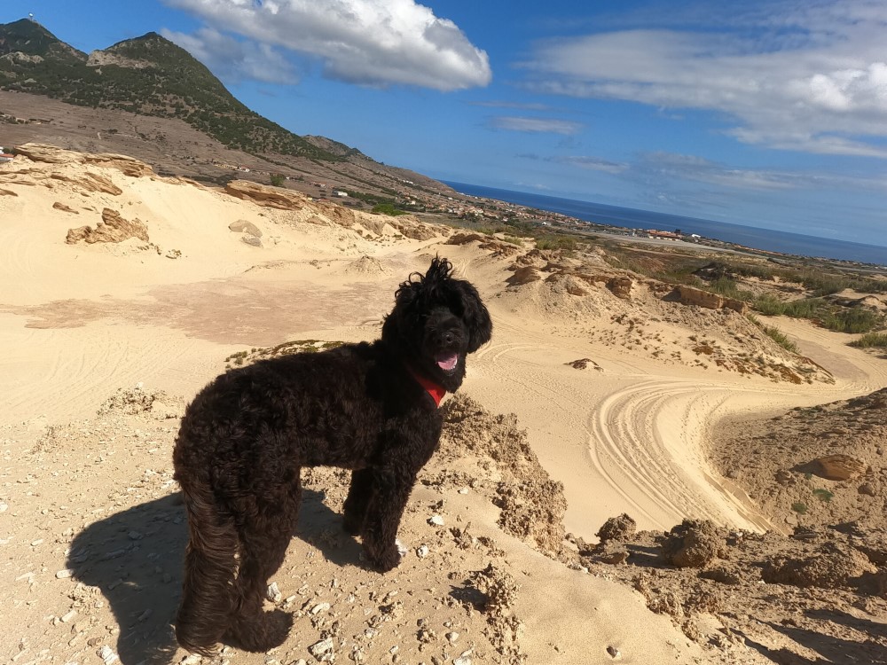 Porto Santo - Full island tour